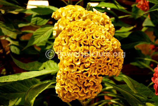 Cockscomb Yellow