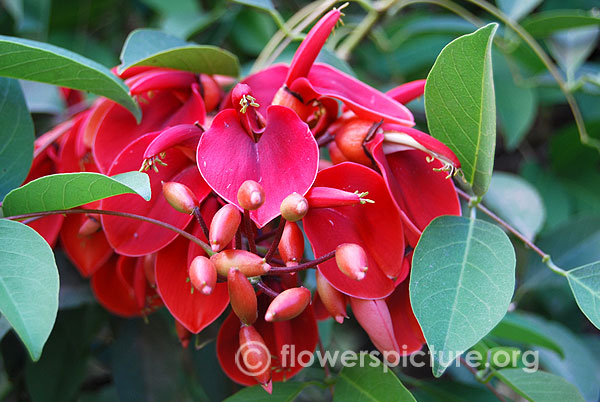 Cockspur coral tree