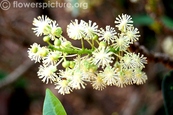 Codiaeum variegatum