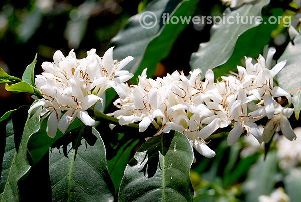 Coffea arabica