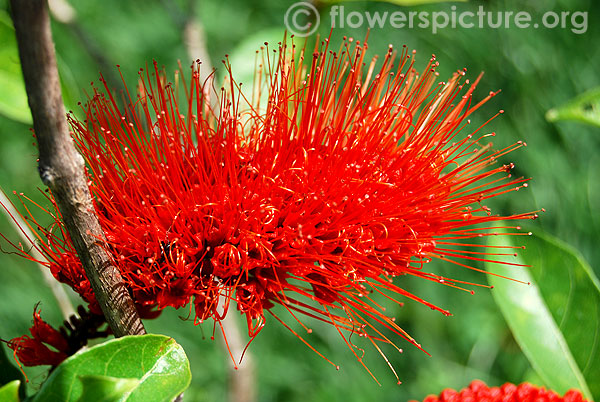 combretum aubletii