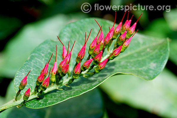 Combretum coccineum buds