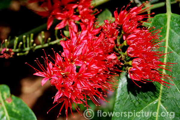 Combretum coccineum