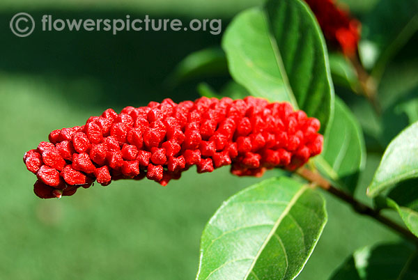  rotundifolium buds