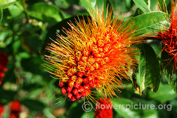 Combretum rotundifolium