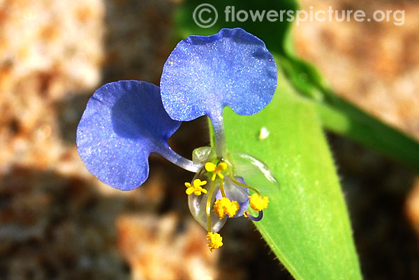 Commelina clavata