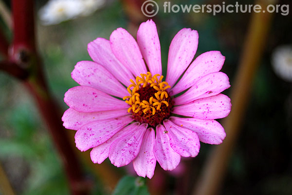 BicoCommon zinnia