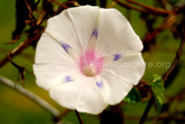 convolvulus althaeoides