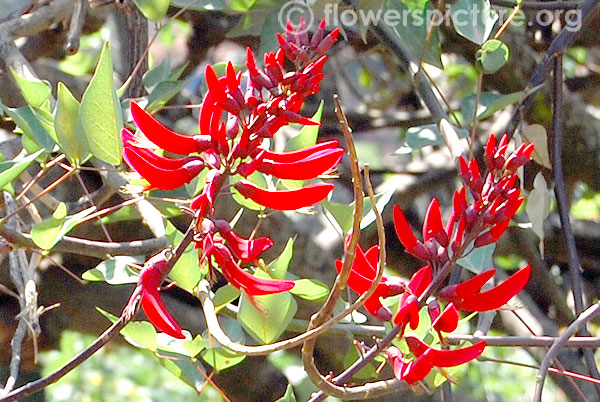 Coral bean tree