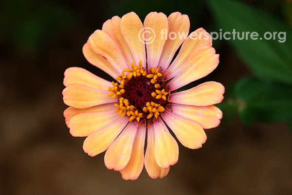 Coral color zinnia