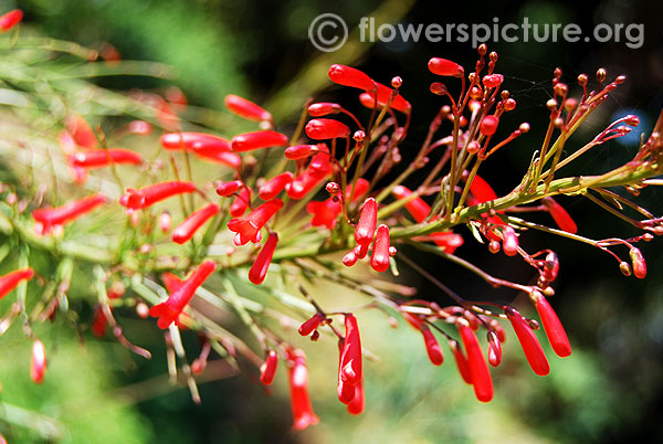 Coral plant