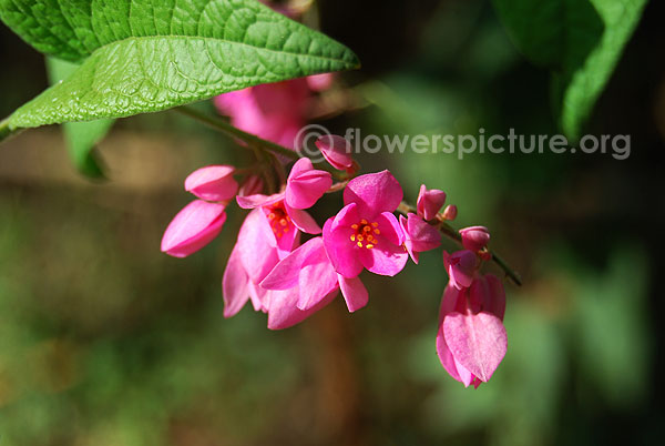 Coral vine