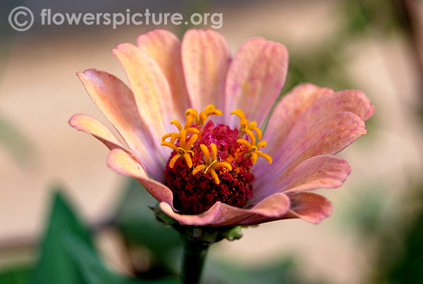 Coral zinnia