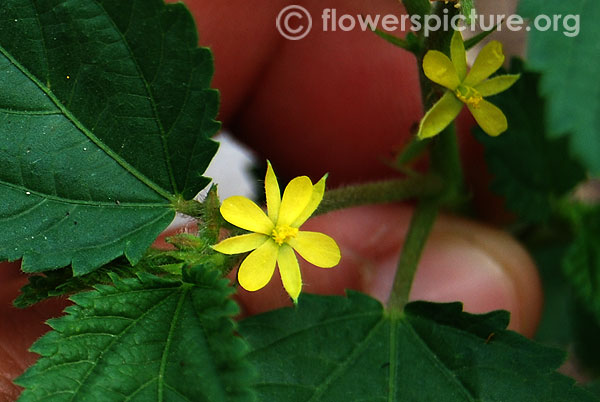 Corchorus aestuans