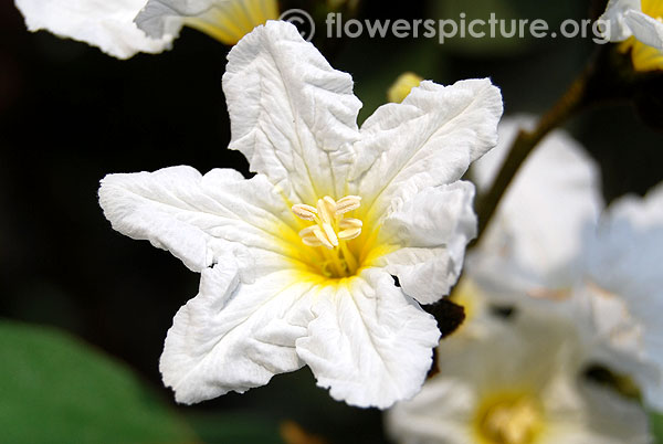 Cordia boissieri