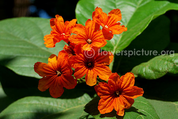 Cordia sebestena