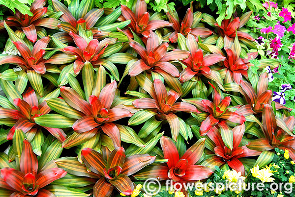 Cordyline fruticosa compacta