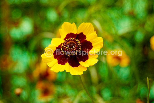 coreopsis