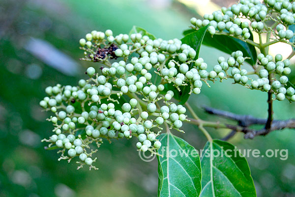 cornus drummondii