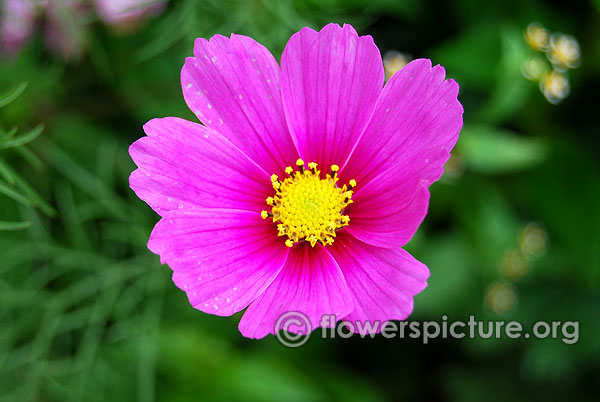 cosmos bipinnatus 