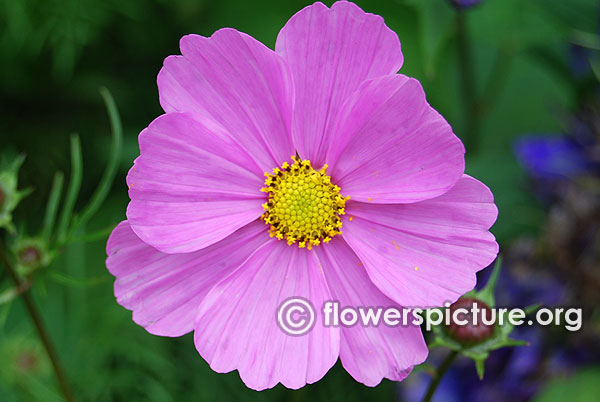 cosmos bipinnatus pink