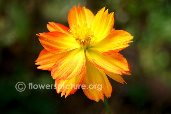 Cosmos sulphureus