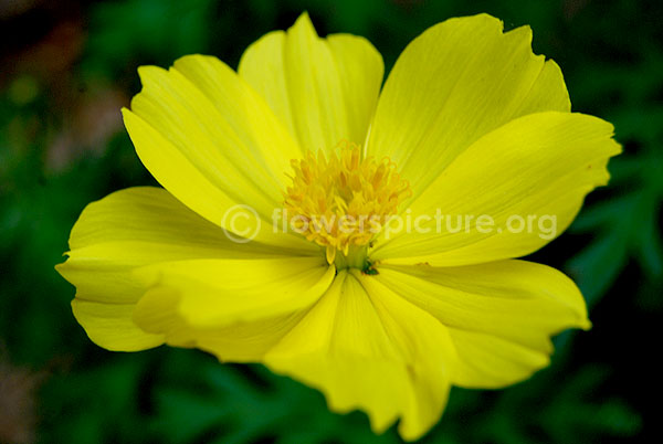 cosmos sulphureus yellow 