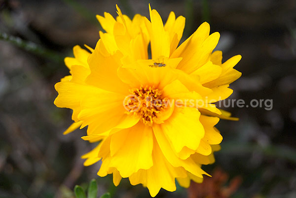 cosmos yellow