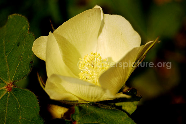 Cotton Plant Flower