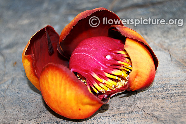 Couroupita guianensis flower black variety