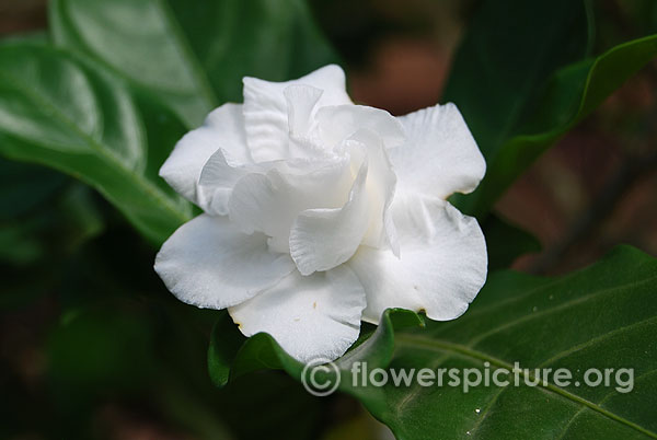 Chinese fringe flower