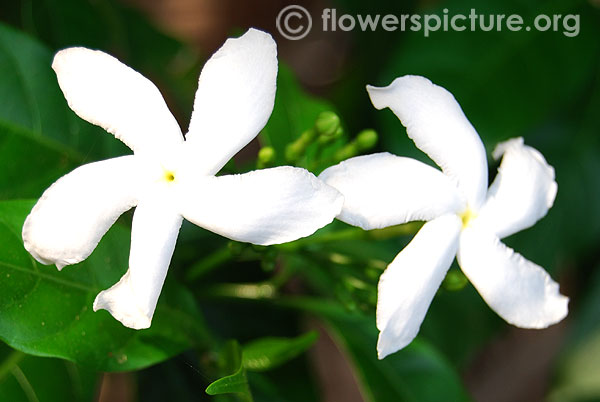 Crape jasmine