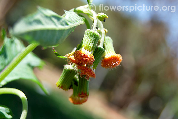 Crassocephalum crepidioides