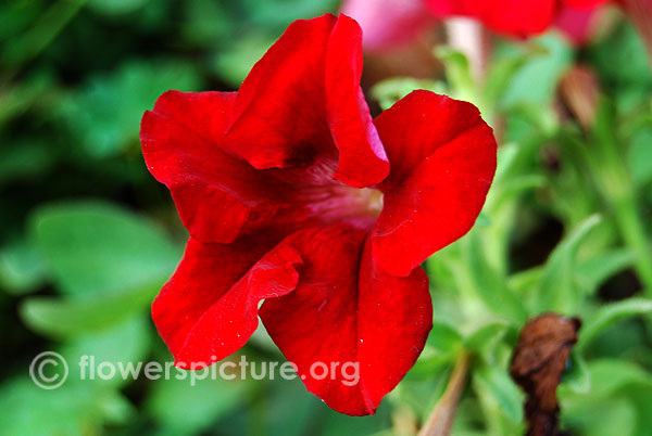 Crimson petunia