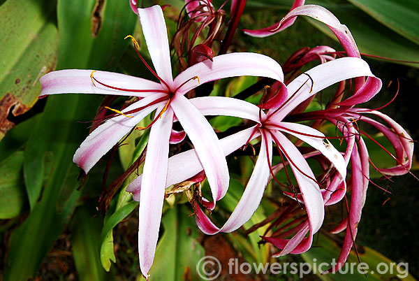 Crinum amabile