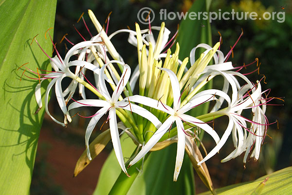 Crinum asiaticum