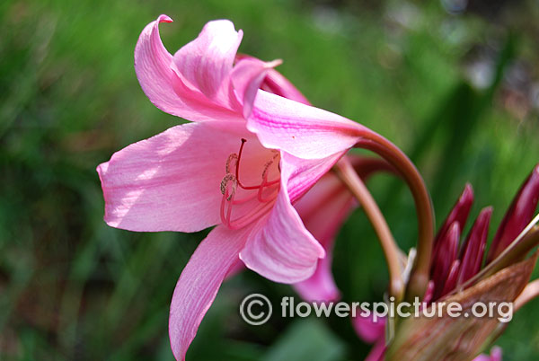 Crinum powellii pink