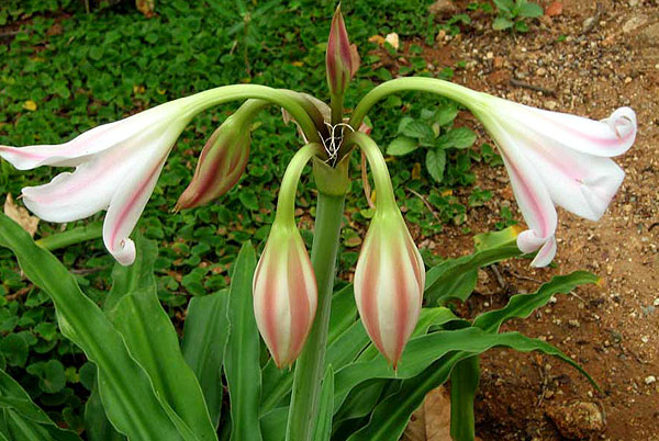 crinum bulbispermum