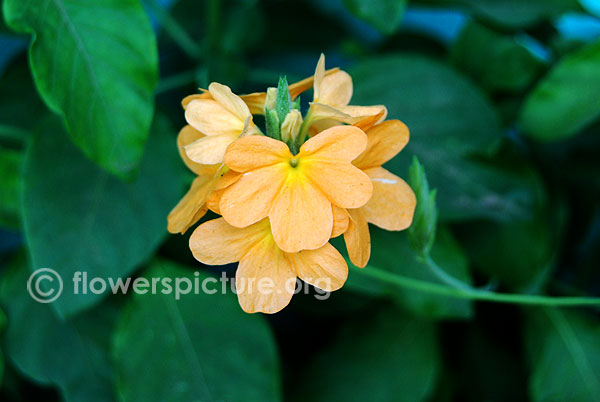 Crossandra undulifolia yellow