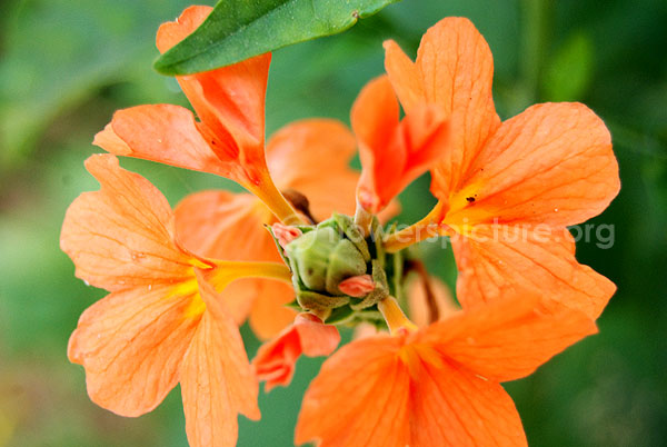 crossandra