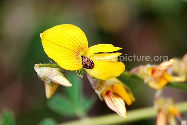 Crotalaria albida