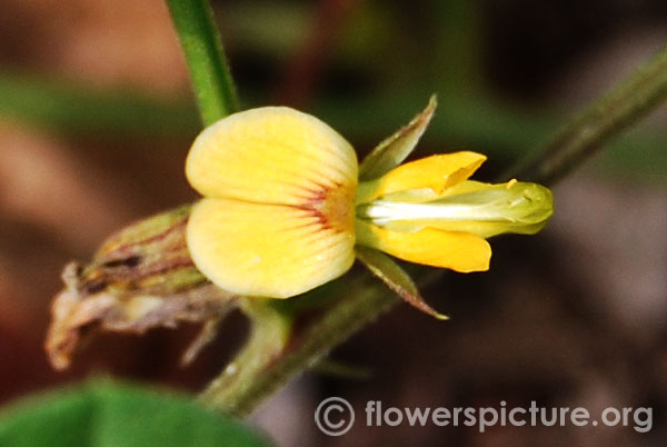 Crotalaria filipes