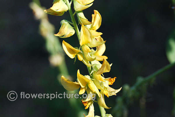 Crotalaria pallida