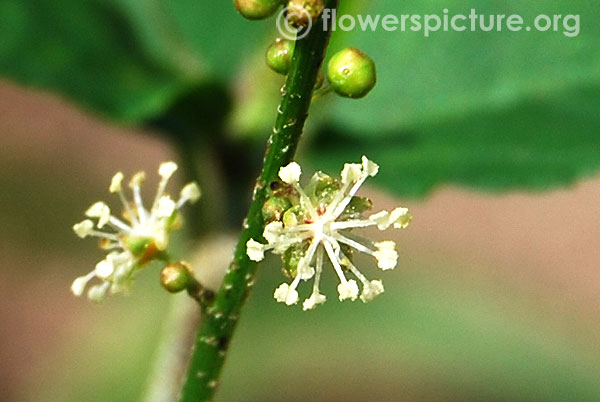 Croton bonplandianus