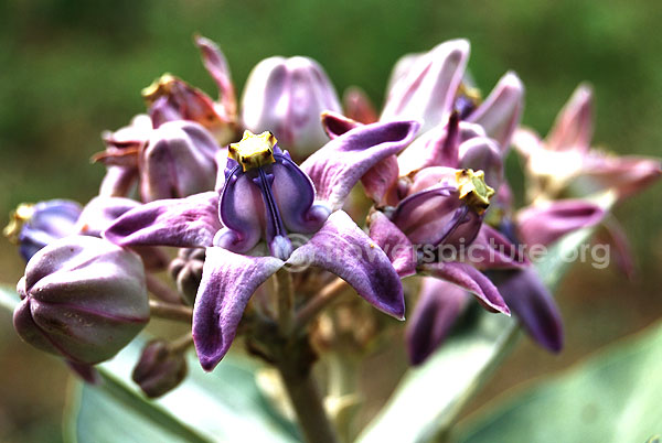 Crown flower