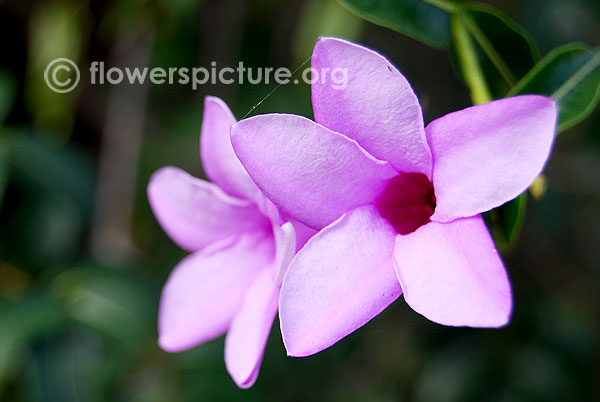 Cryptostegia grandiflora