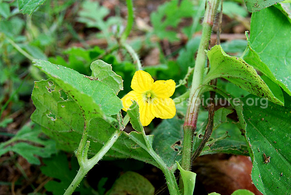 Cucumis sativus