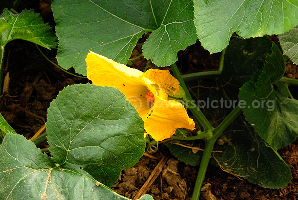 cucurbita pepo