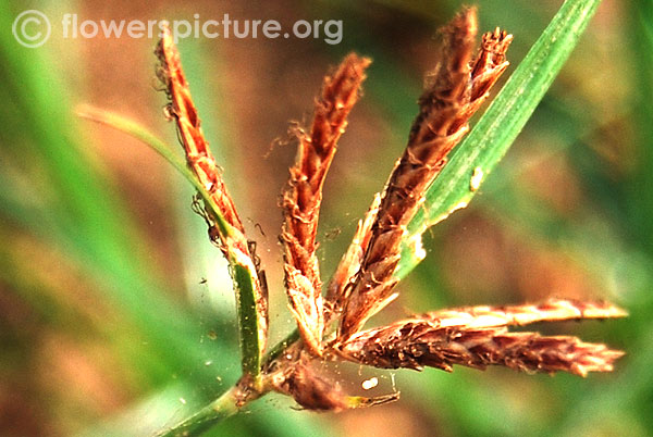 Cyperus imbricatus