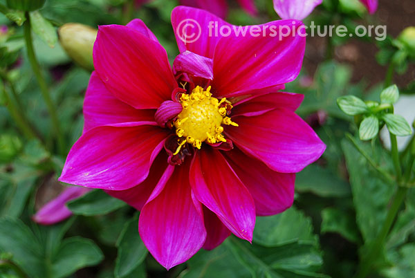 Dahlia alpen beauty